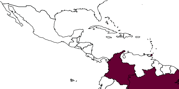 map of Carebara striata     Fernández, 2004